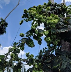 Meet your Posher, Kaitland